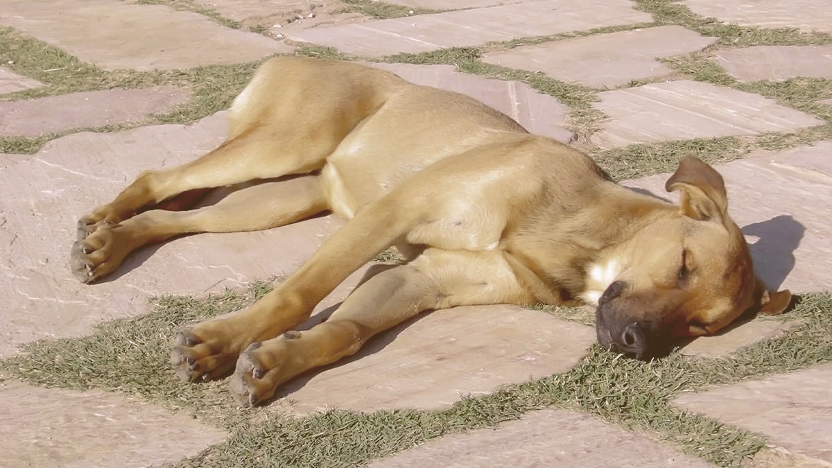 Dog suffering from heat exhaustion