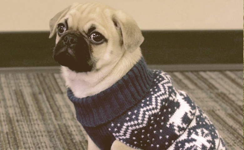 Pug in sweater