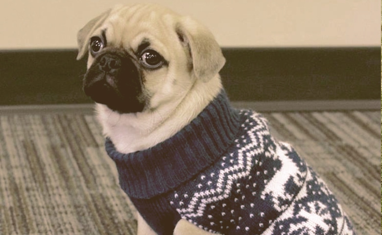 Pug in sweater Pug in sweater