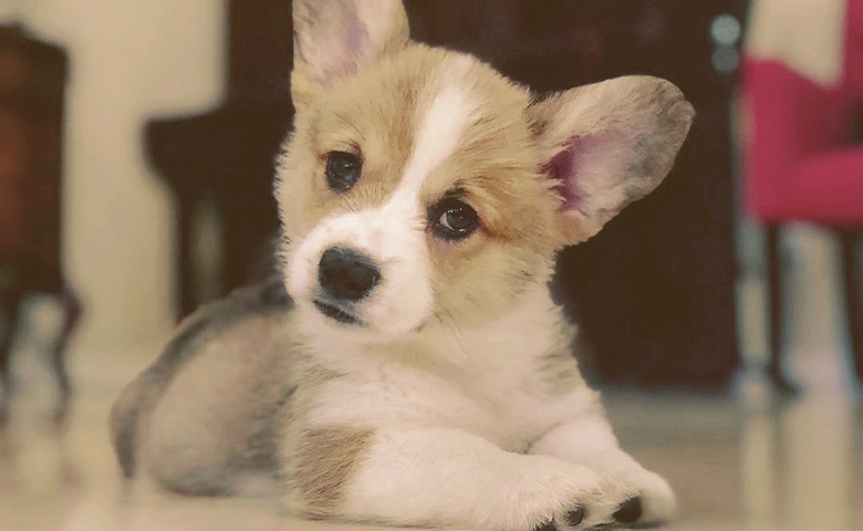Puppy looking Puppy looking