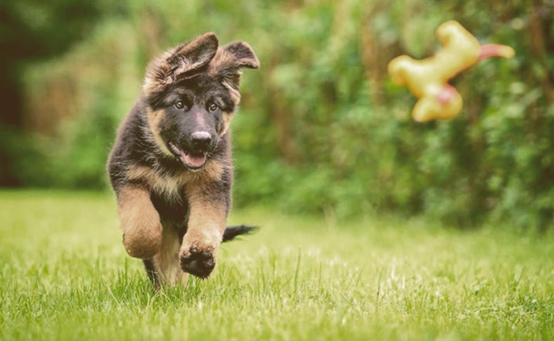 Puppy running Puppy running