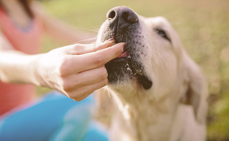 Reward a dog