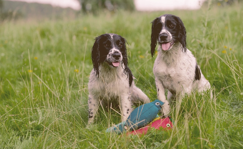 Spaniels on the grass Spaniels on the grass
