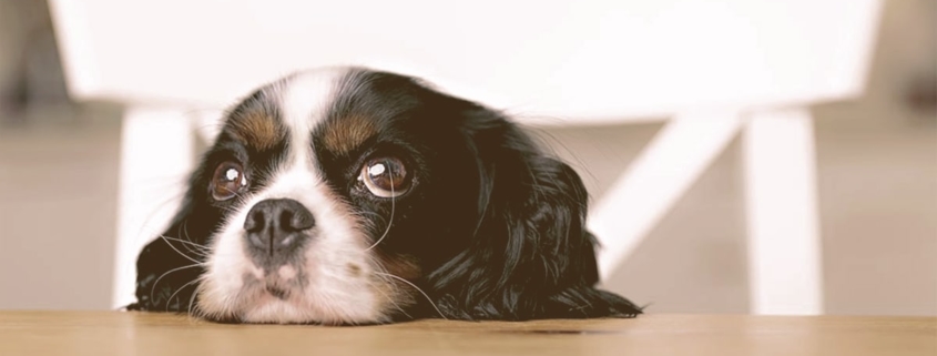 puppy looking with head on the table