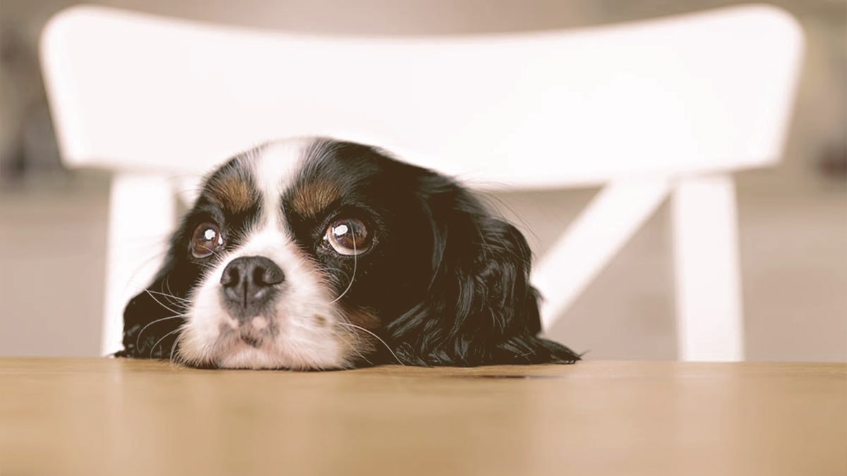 puppy looking with head on the table