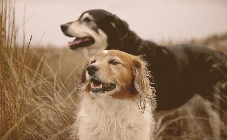 two dogs on the field two dogs on the field