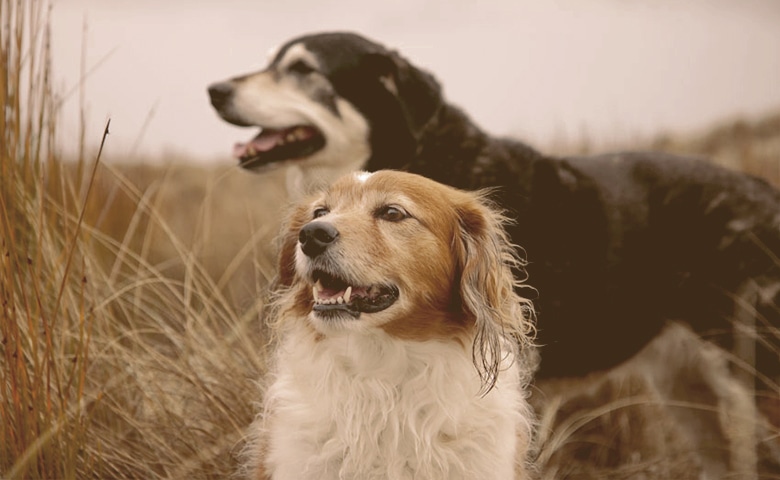 two dogs on the field