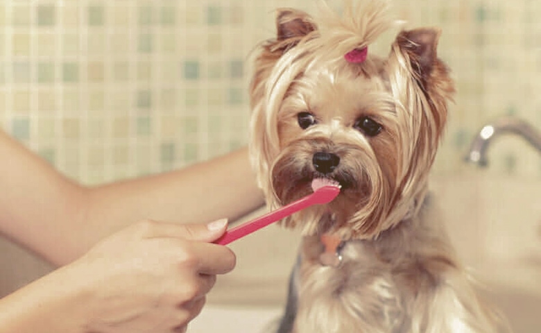 brushing dog teeth