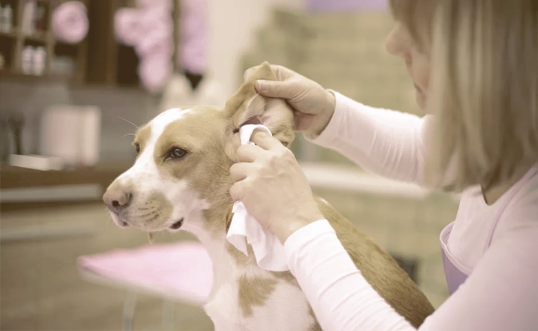 cleaning dog ears