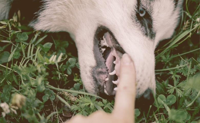 dental check by Owner dental check by Owner