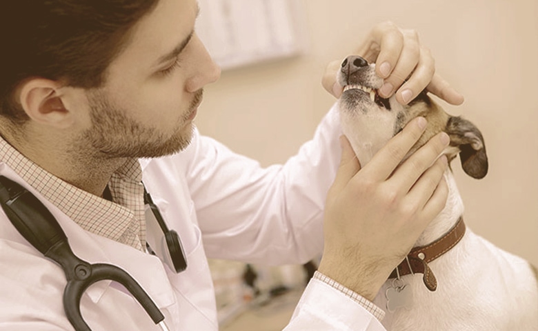 dental check by vet