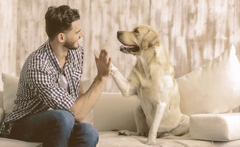 dog and onwer high five