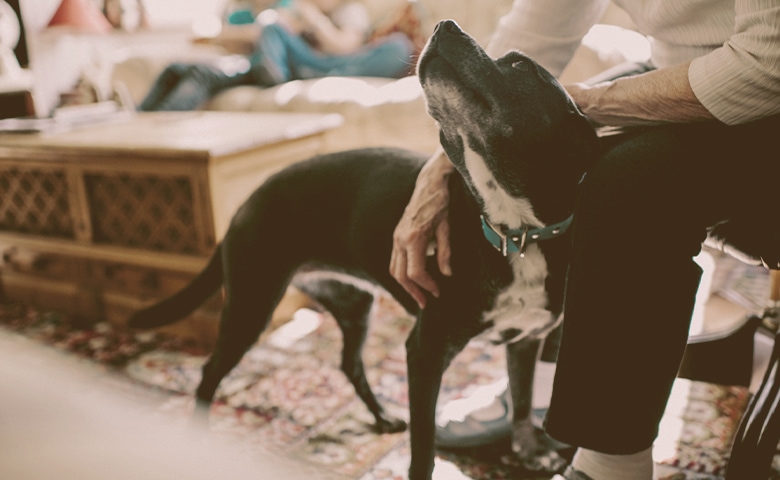 dog being petted by owner dog being petted by owner
