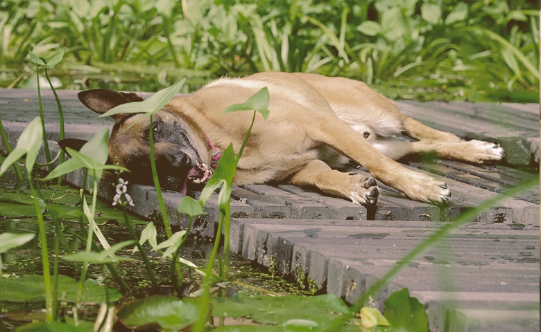 dog cooling next pound