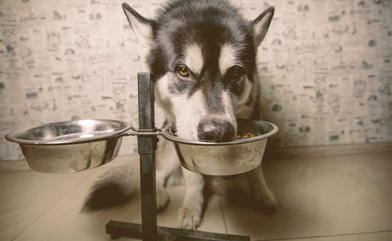 dog eating on a elevated bowls