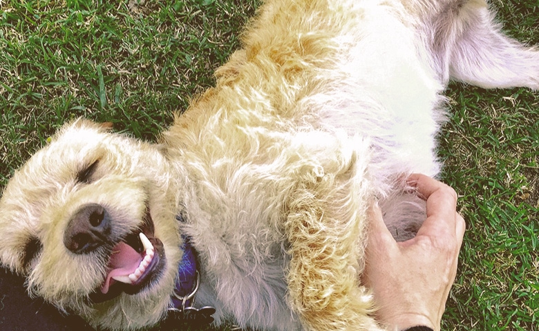 dog getting a belly rub