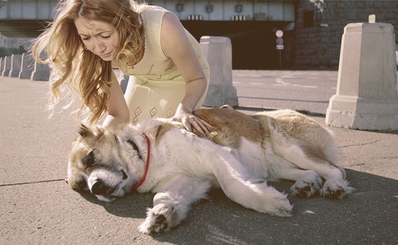 dog having a heatstroke next to onwer