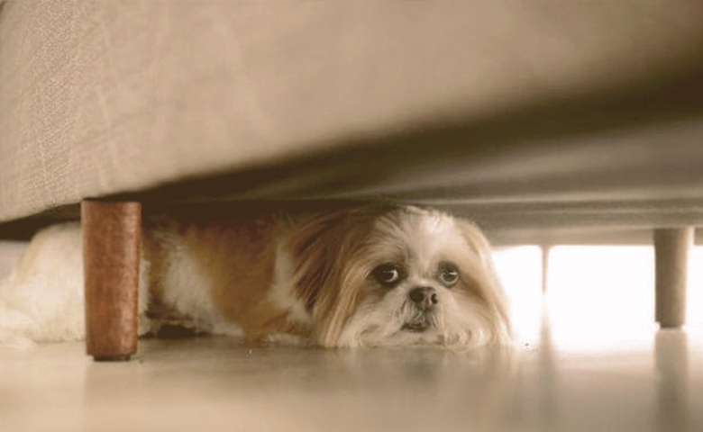 dog hiding under sofa