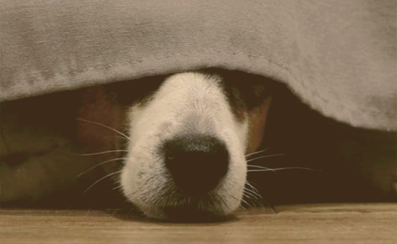dog hiding