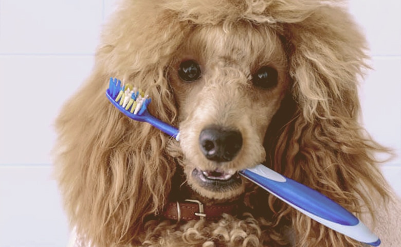 dog holding a brush