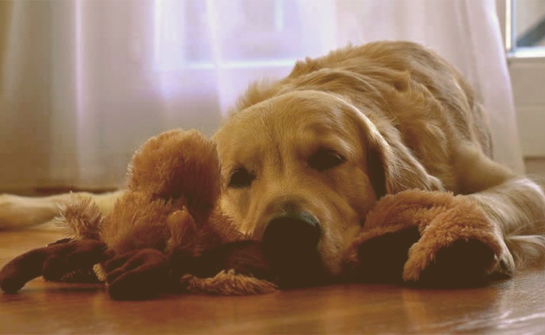 dog laying down dog laying down