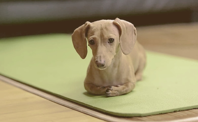 dog laying down