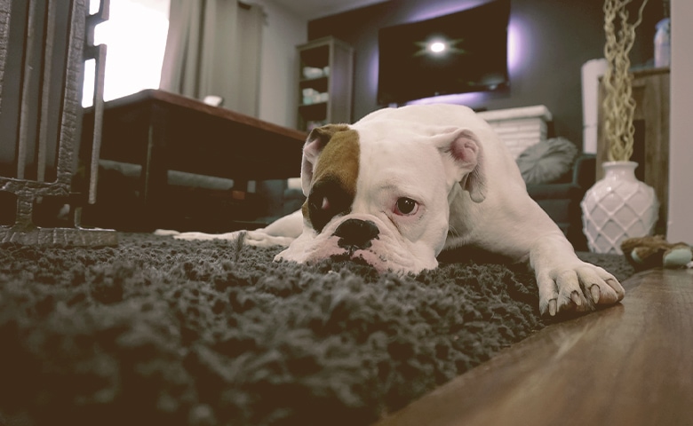 dog laying on a carpet