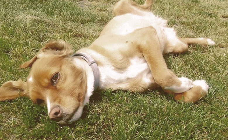 dog laying on the grass