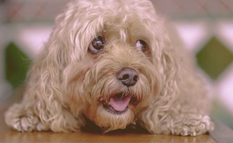 dog looking away with fear dog looking away with fear