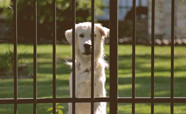 dog looking through a Fence