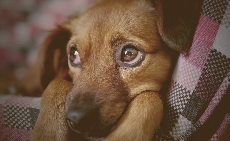 dog looking up