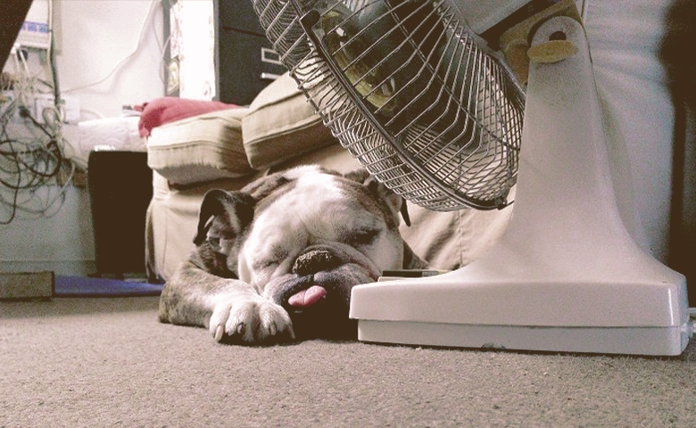 dog next to a fan