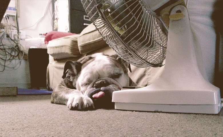 dog next to a fan dog next to a fan