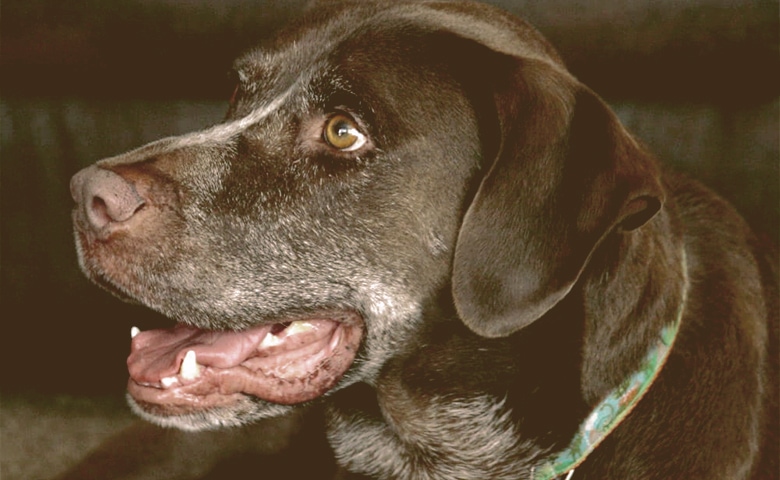 dog panting and restless dog panting and restless
