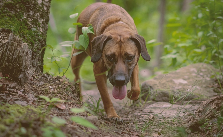 dog panting and restless