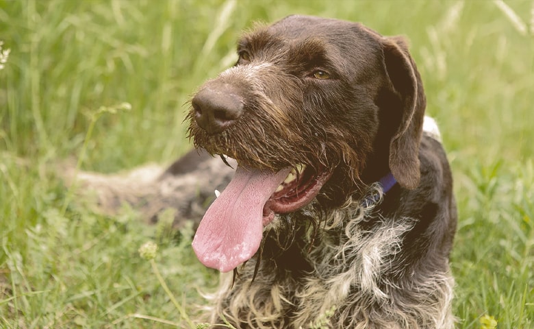 dog panting dog panting