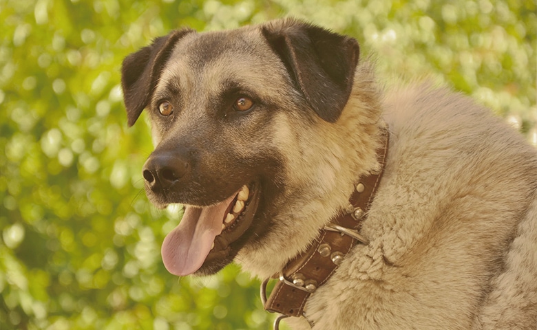 dog panting dog panting