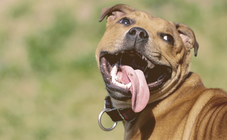 dog panting dog panting