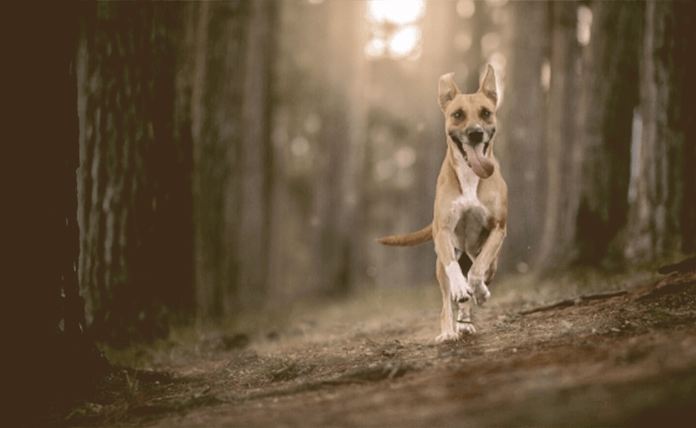 dog running wild dog running wild