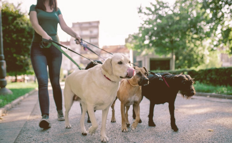 dog sitter with dogs