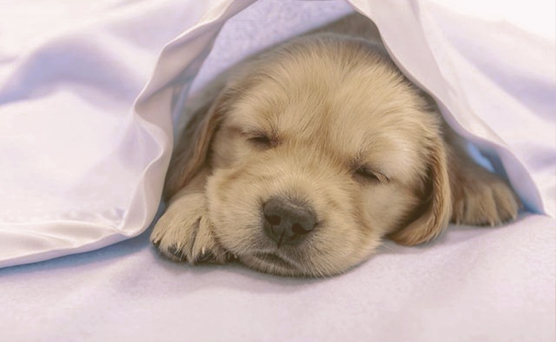 dog slepping dog slepping