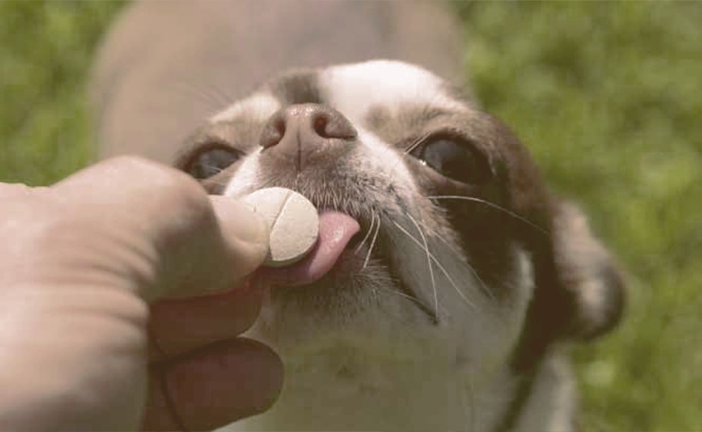 dog taking a pill dog taking a pill