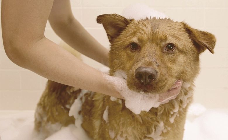 dog taking bath