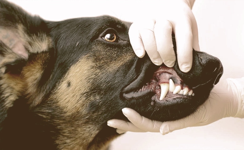 dog teeth cleaning at vet