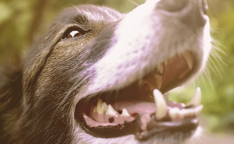 dog teeth dog teeth