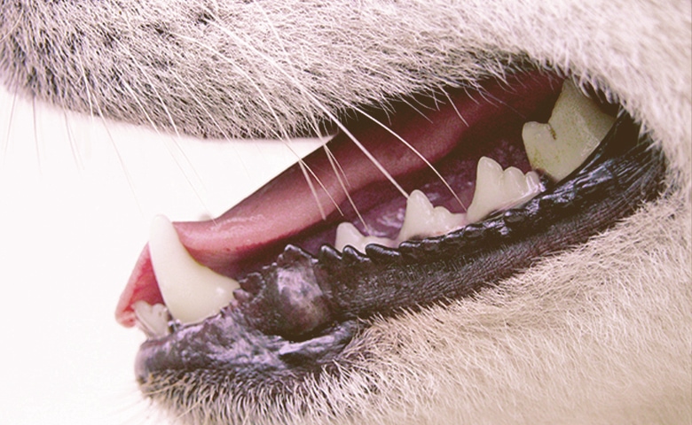 dog teeth dog teeth