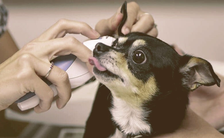 dog temperature check