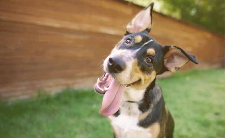 dog tilting his head