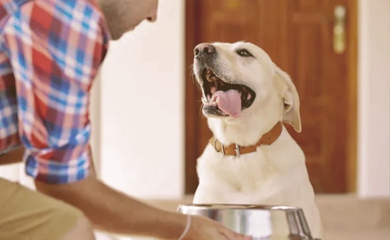 dog waiting to be fed