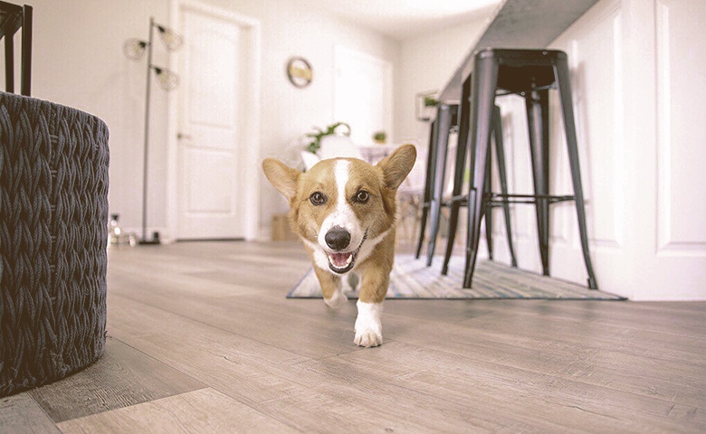 dog walking in the house dog walking in the house